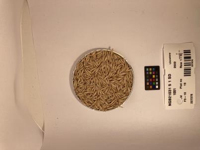 Click for 1 image(s) for this accession. SEED